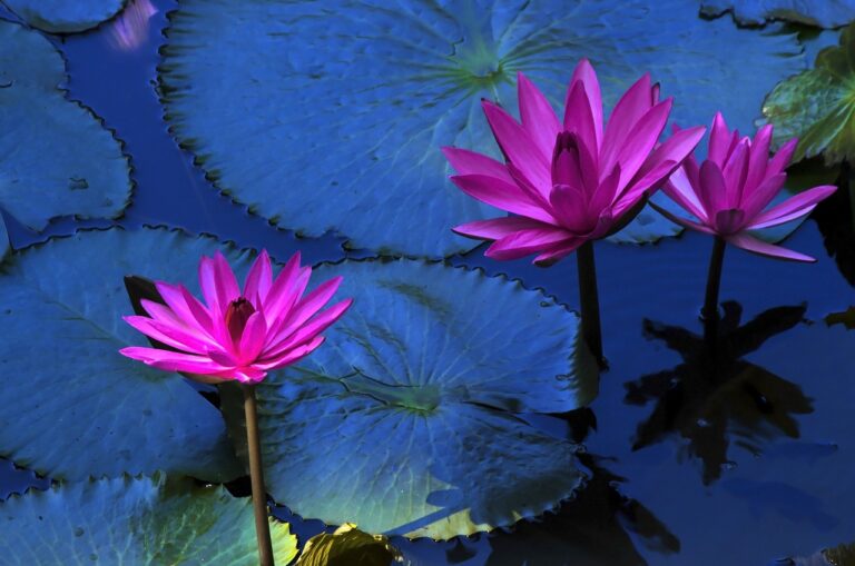 lotus flower, water lily, plant-216119.jpg